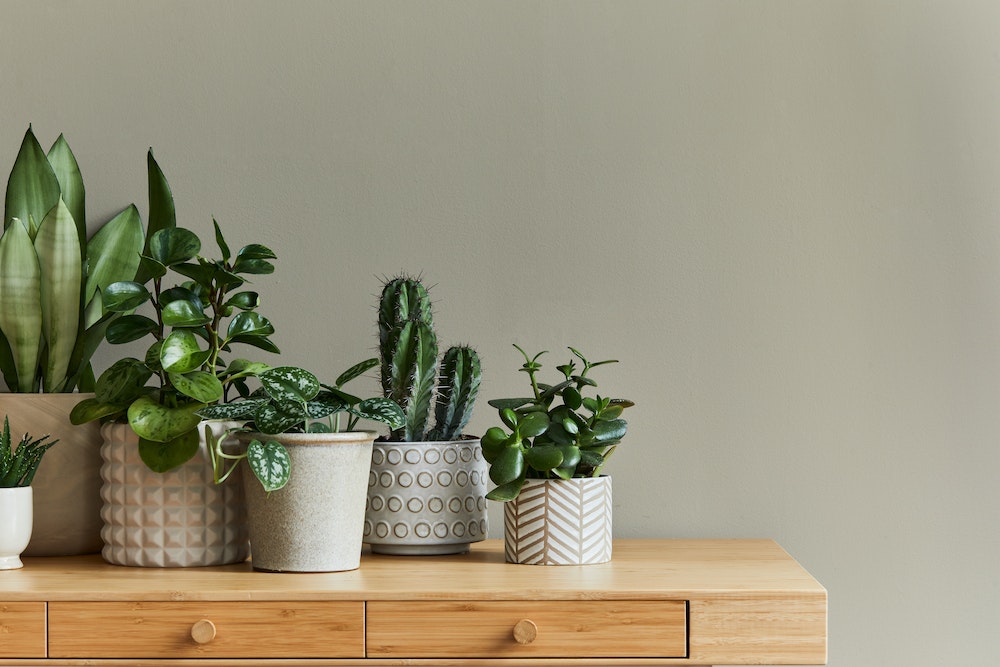 Quand l'entretien du jardin devient un enjeu crucial pour votre investissement immobilier